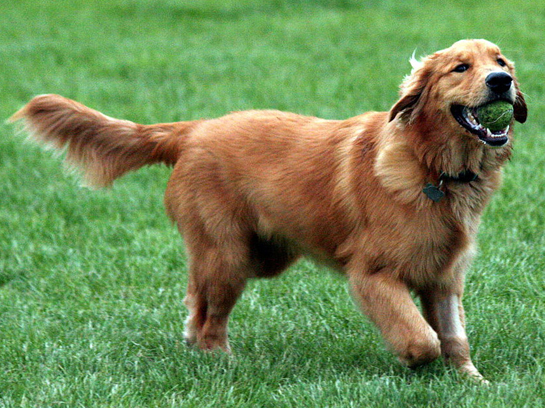 Golden Retriever Fiyatlar