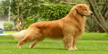 Golden Retriever Eitimi