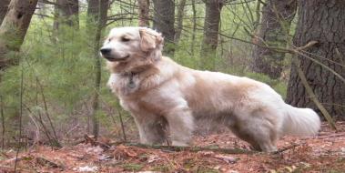 Golden Retriever Neler Yapar