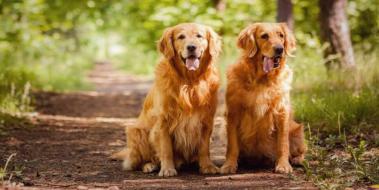 Golden Retriever Resimleri